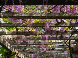 Drevená pergola pre vaše záhrady